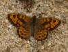 Lasiommata megera